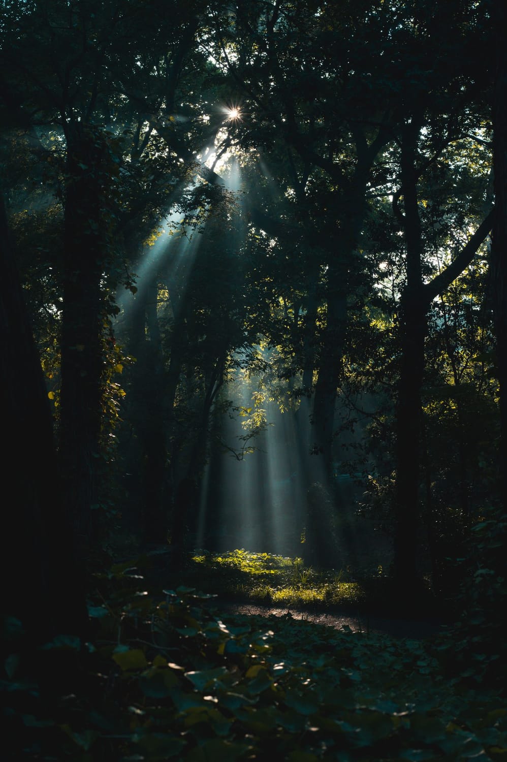 Sunlight breaking through a green forest