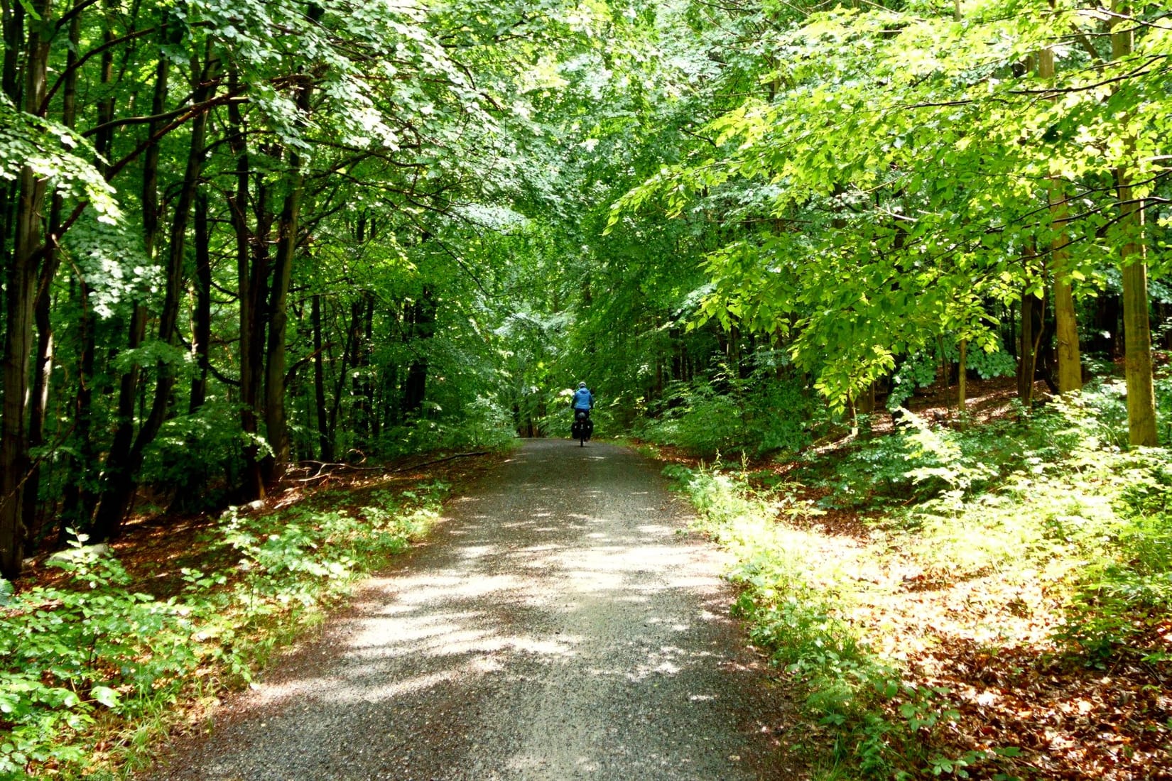Cyclist riding through a lush green forest